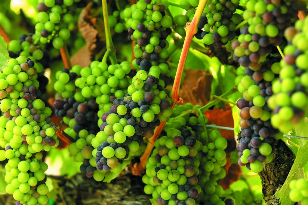 Top 100 Wines Pinot Noir Sonoma Magazine