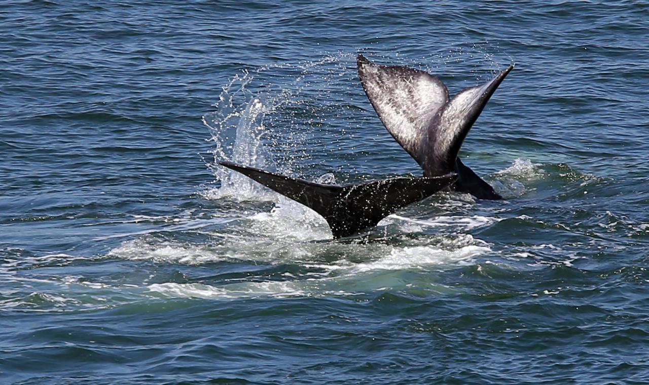Whale watching at Bodega Head. For this one, the waiting comes at the mercy of the whales. However, once you see just one pod travel through, the waiting is worthwhile. The peak months for whale watching are January through May. See more info at bodegabay.com (Christopher Chung/ The Press Democrat)