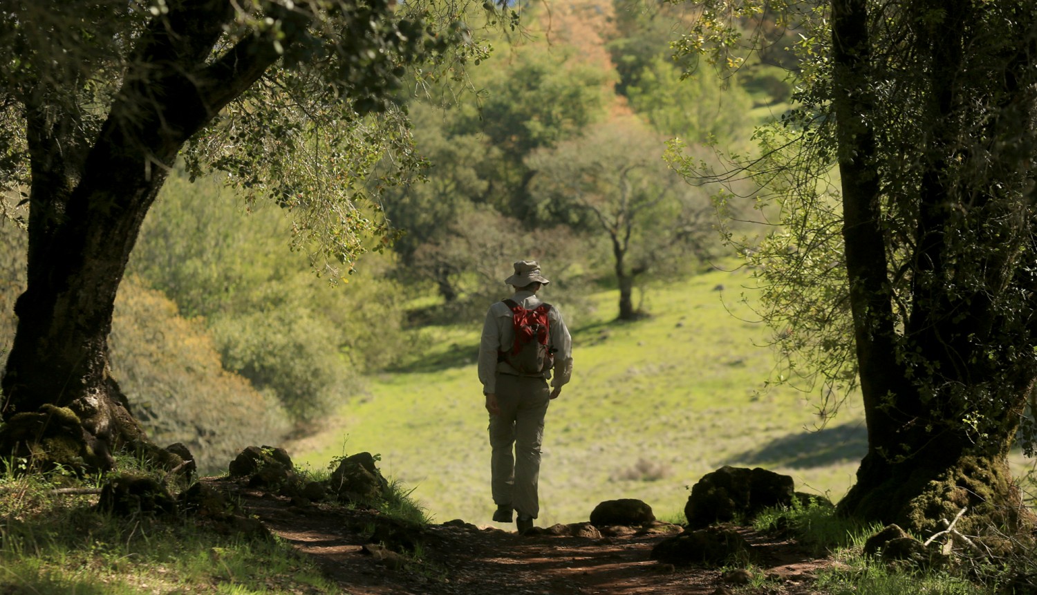 Phil Weil hikes Annadel State Park in search of early wildflower blooms, in Santa Rosa, Monday Feb. 22, 2016. (Kent Porter / Press Democrat) 