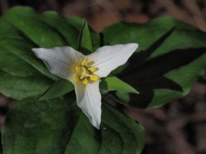 Western trillium. (Phil Weil)