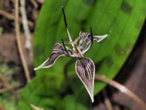 Fetid adder's tongue. (Phil Weil)