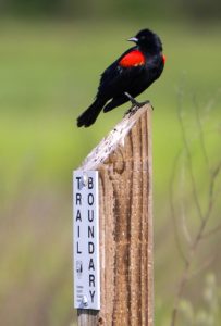 A red wing blackbird keeps watch over his territor along the Laguna de Santa Rosa trial.   (John Burgess/The Press Democrat)
