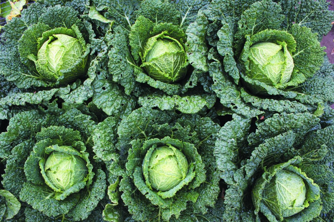SONOMA Valley of the Moon Certified Farmers Market Tuesdays, 5:30 p.m.-dusk May 3-Oct. 25 Sonoma Plaza 707-694-3611, vomcfm.com (Photogrpahy by Christopher Chung)