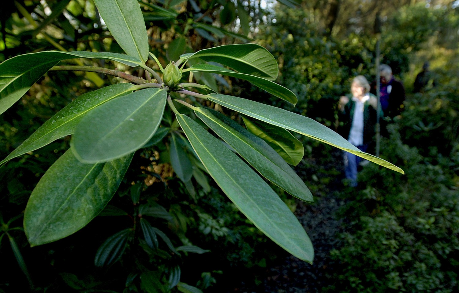 PC: From left, June Ferver, Polo DeLorenzo and Warren Smith take a cruise through the Sonoma Horticultural Nursery and Gardens in Sebastopol, Friday afternoon Jan 12, 2000 past rhododendrons. Smith and DeLorenzo are co-owners of the nursery. The fungus killing California oaks has been found in rhododendrons in Santa Cruz, Germany and the Netherlands. 1/13/01: A15-B: A rhododendron grows on a path at the Sonoma Horticultural Nursery and Gardens in Sebastopol. The fungus killing California Oaks has been found on shrubs in Santa Cruz and Europe.