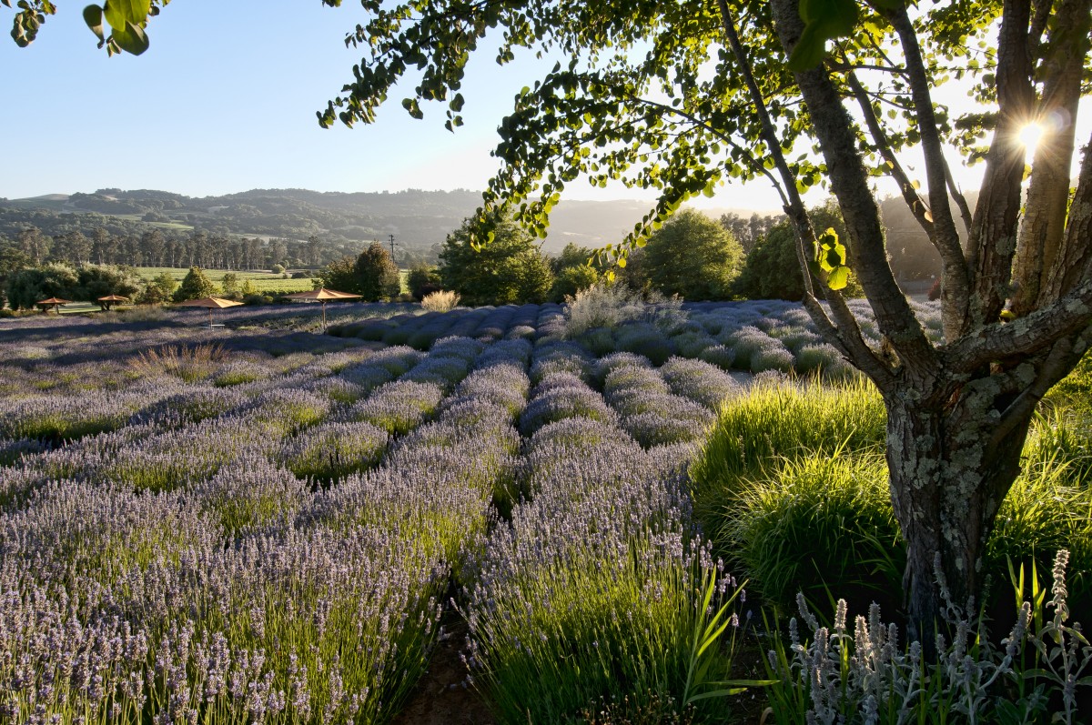 Matanzas Creek Winery in Santa Rosa. 