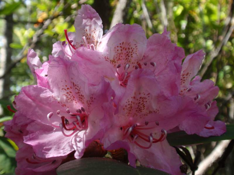 Rhododendron in full bloom at Kruse Rhododendron State Natural Reserve. 