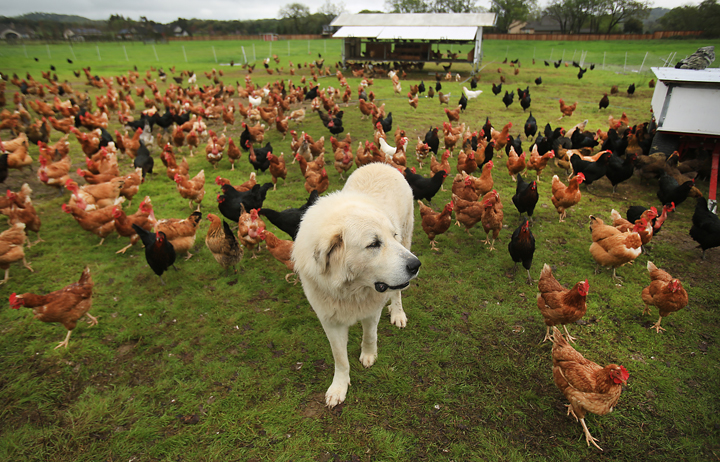 Wise Acre Farm Great Pyrenees Buddy, watches over the flock off Arata Lane in Windsor, Friday March 3, 2016. The egg stand is open again after a dispute with a winery about a right-of-way was solved after owner Bryan Boyd put in his own entrance to the farm. (Kent Porter / Press Democrat) 2016