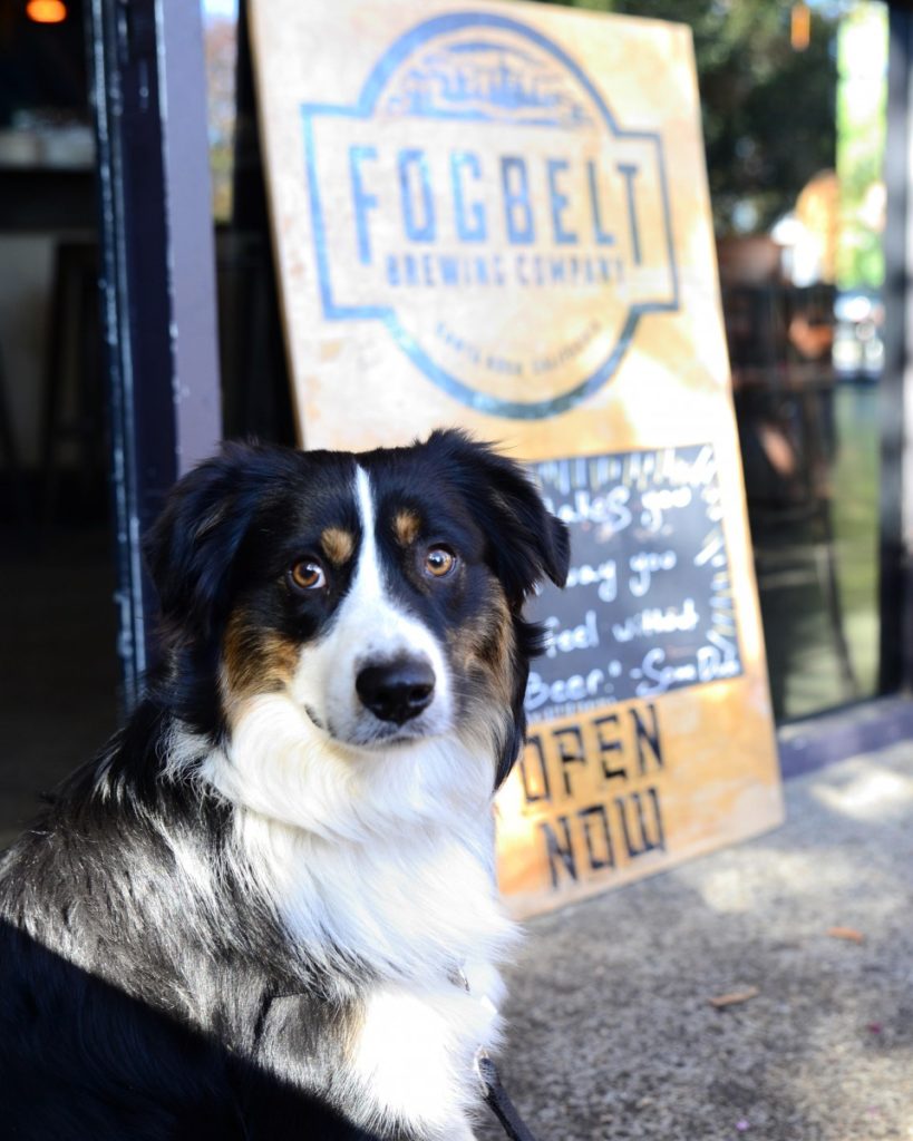 5 Dog-Friendly Breweries in Sonoma County