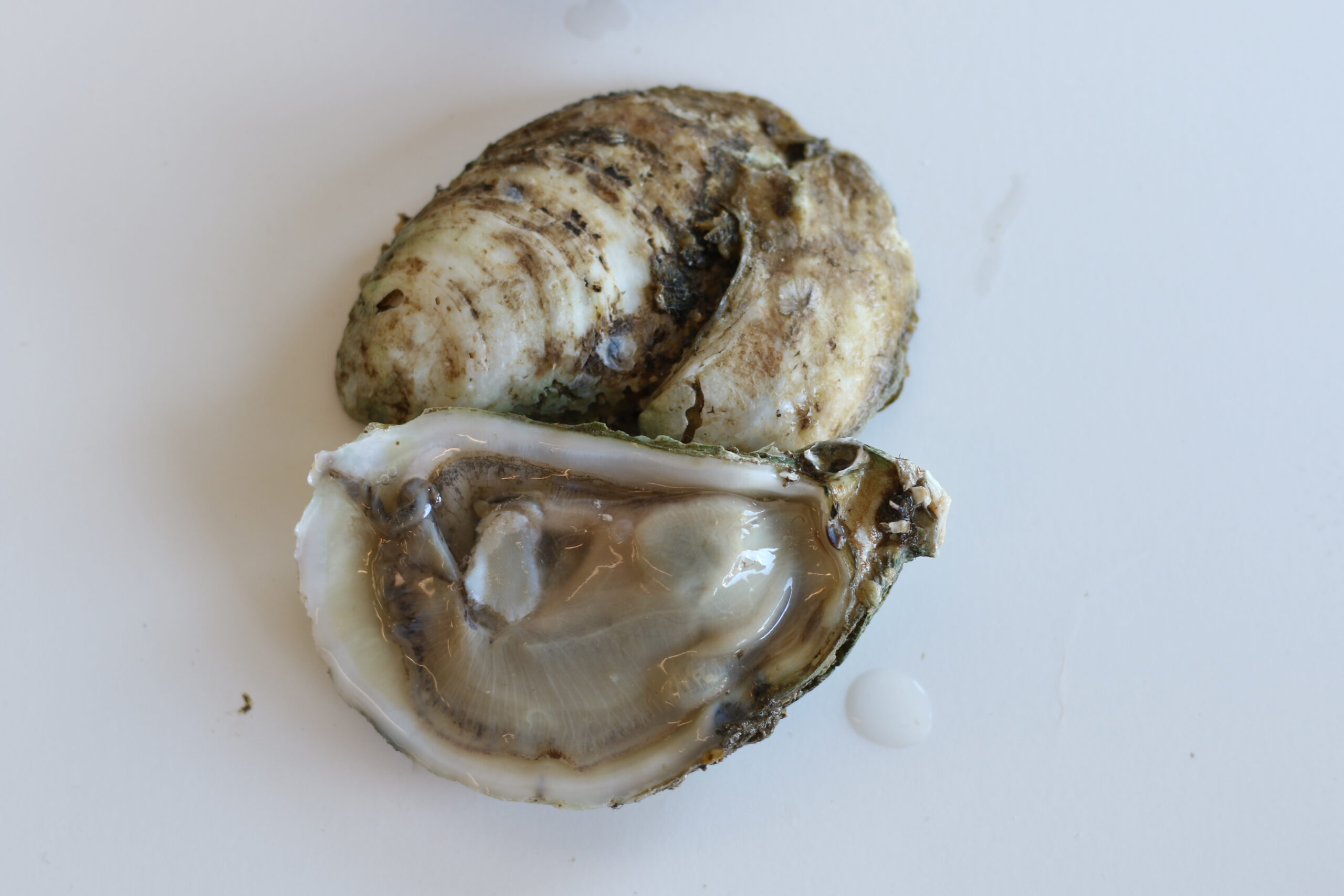 Blue Point Oyster at Santa Rosa Seafood (Heather Irwin)