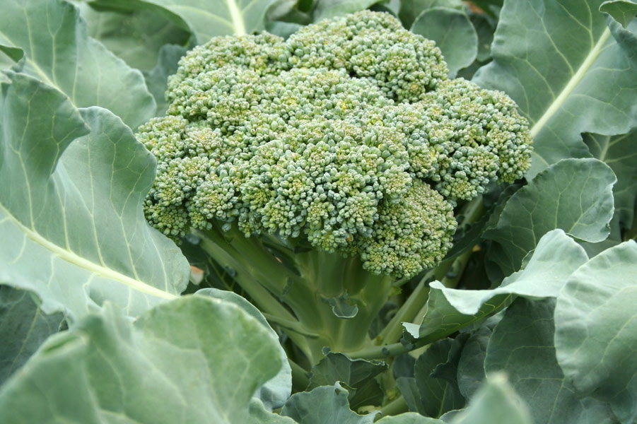Broccoli ready to be harvested.