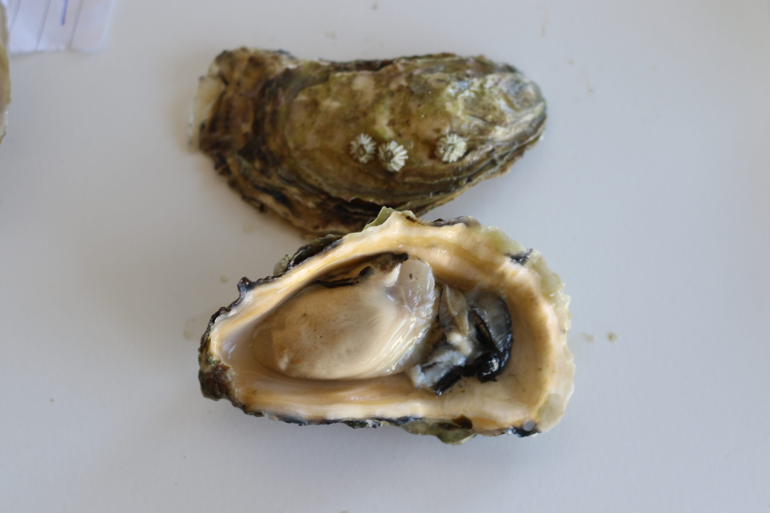 Fat Bastard oyster at Santa Rosa Seafood (Heather Irwin)