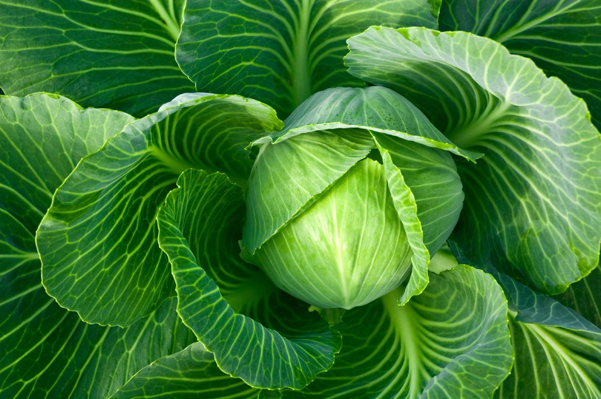 Cabbage ready to harvest.
