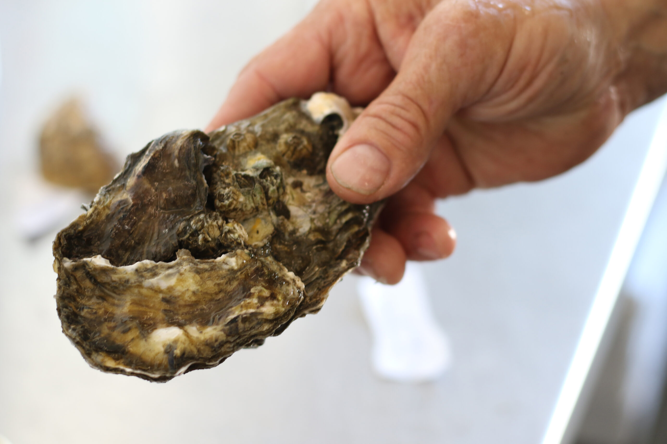 Oyster at Santa Rosa Seafood (Heather Irwin)