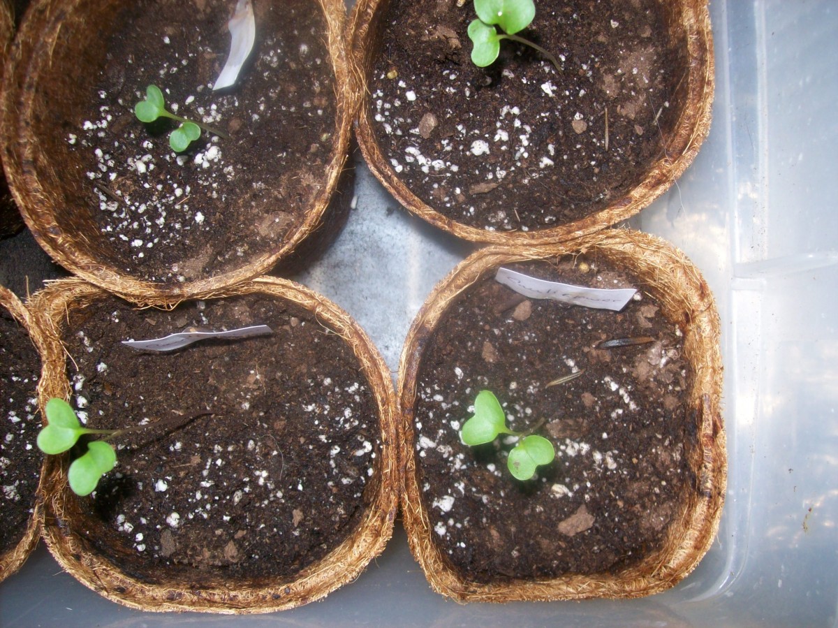 Cauliflower seedlings.