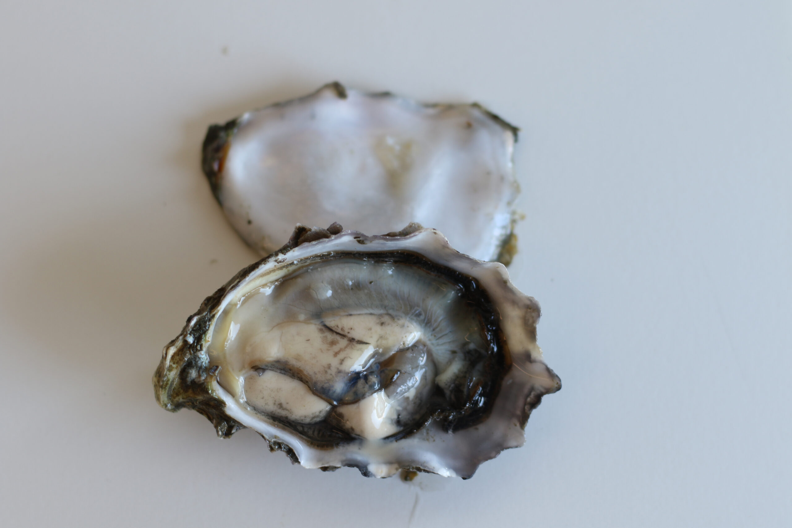 Miyagi oyster at Santa Rosa Seafood (Heather Irwin)
