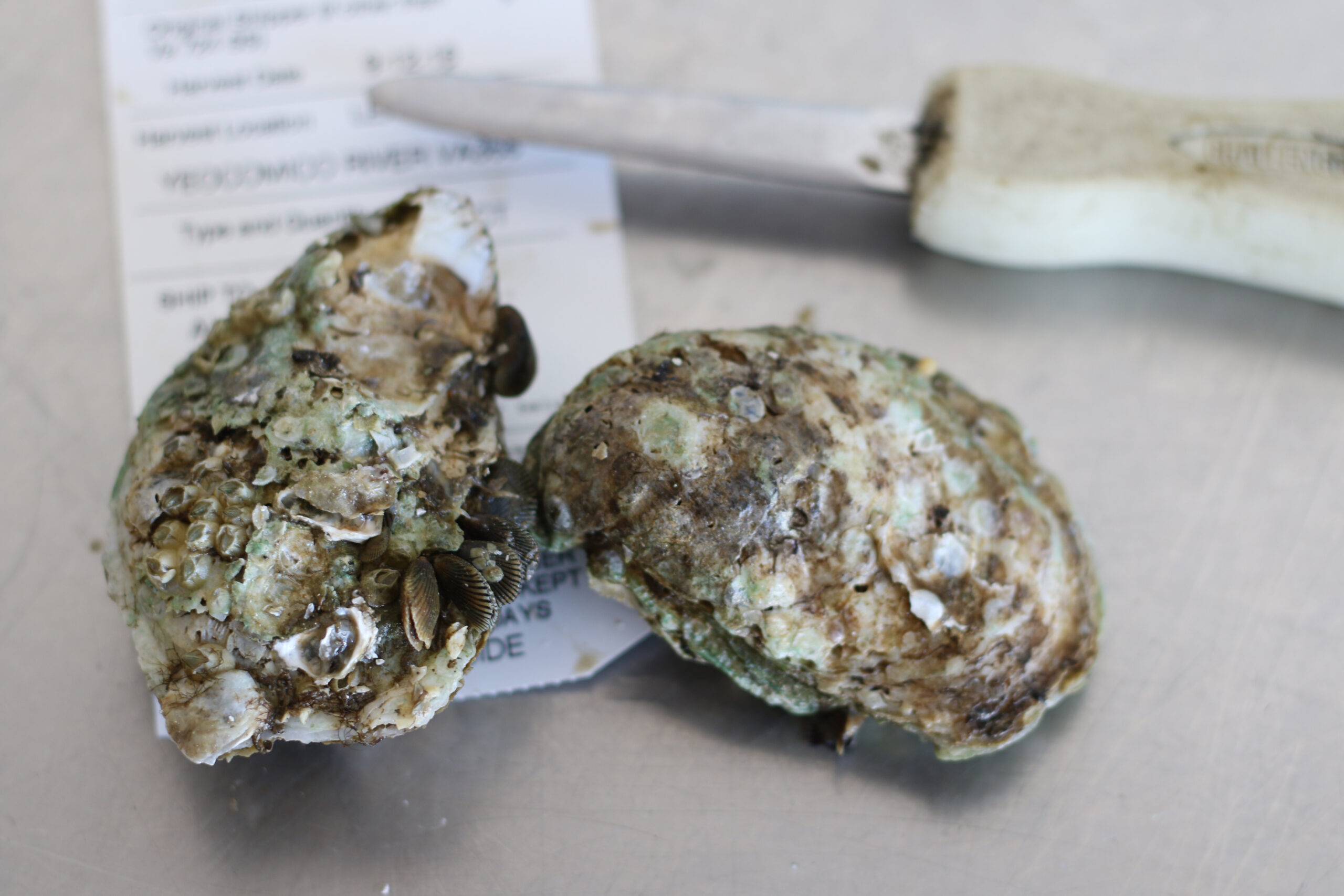 Oysters at Santa Rosa Seafood (Heather Irwin)