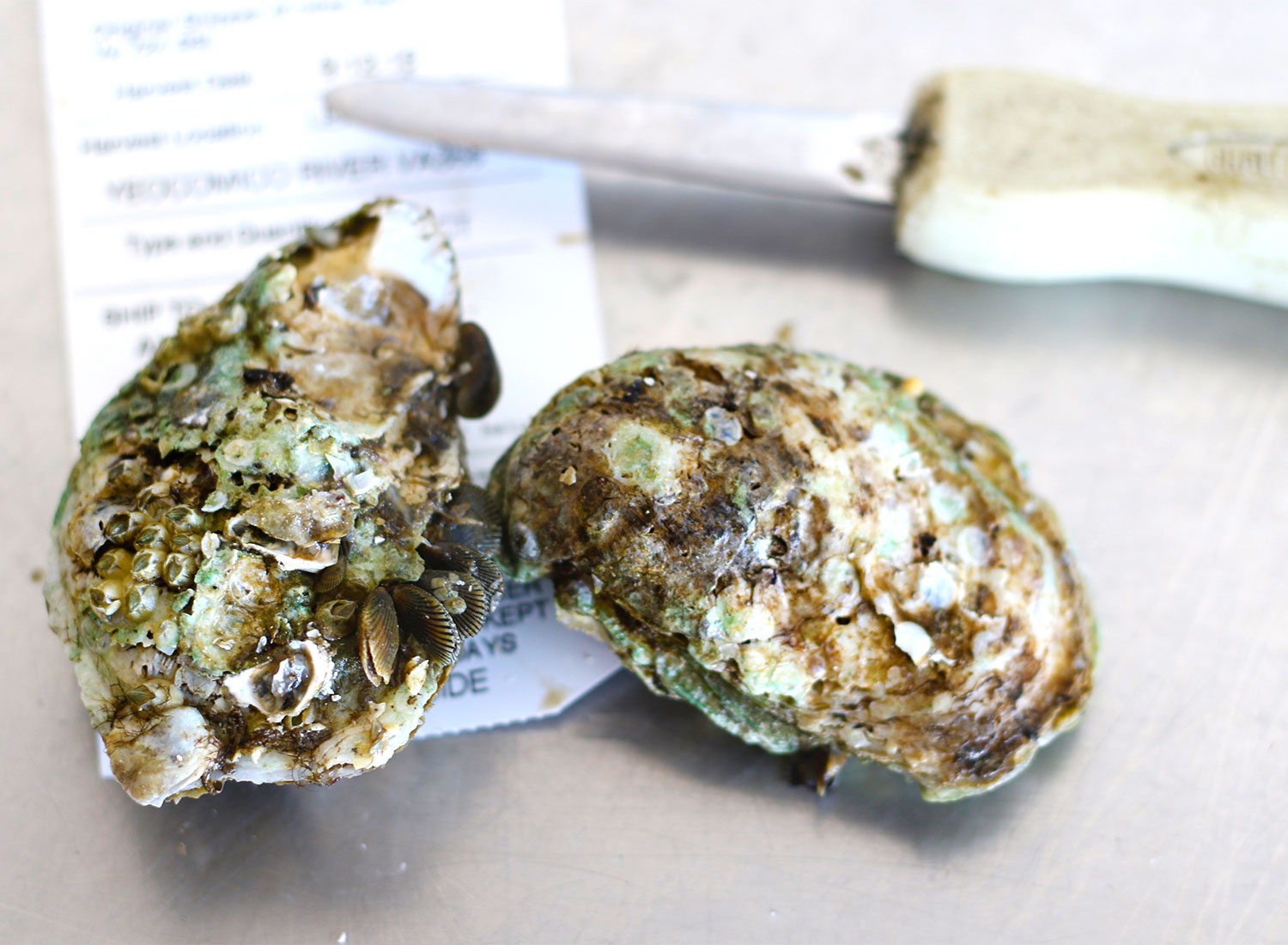 Oysters 101: Oysters with a shucking knife at Santa Rosa Seafood. Heather Irwin/PD