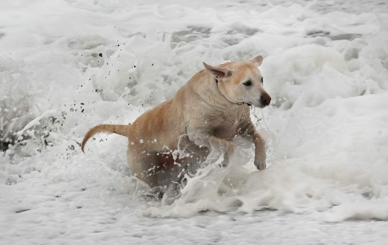 dog 1