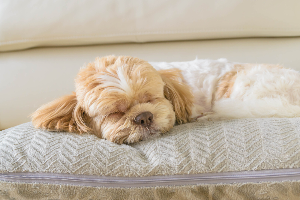 Puppy resting