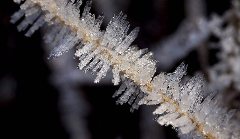 Needle ice stretches from a weed (Kent Porter / The Press Democrat)
