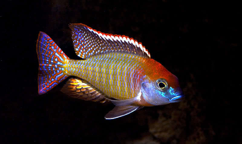 African Cichlid at 
