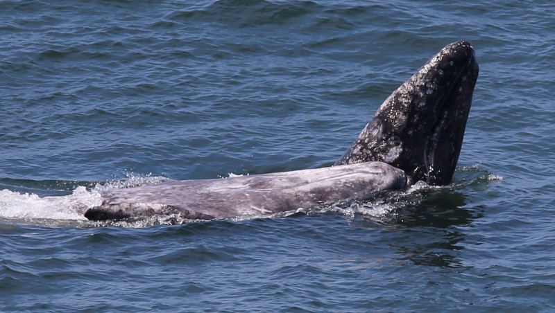 A pair of gray whales make their way north during their migration past Bodega Head on Thursday, May 1, 2014. (Christopher Chung / The Press Democrat)