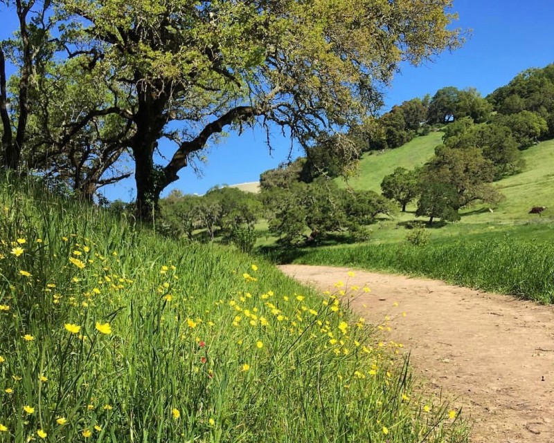 Sonoma Valley Regional Park. (Adrienne Shubin)