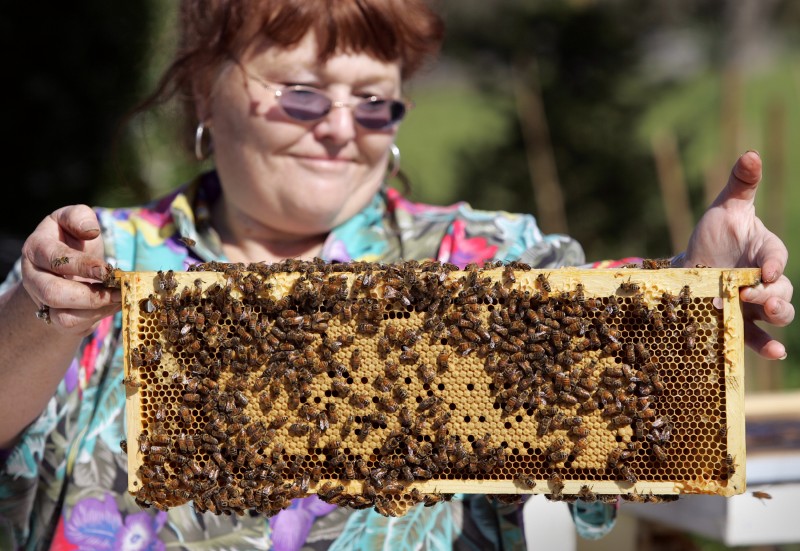 athy Cox examines one of her beehives at Bloomfield Bees & Bouquets.Photo by Christopher Chung