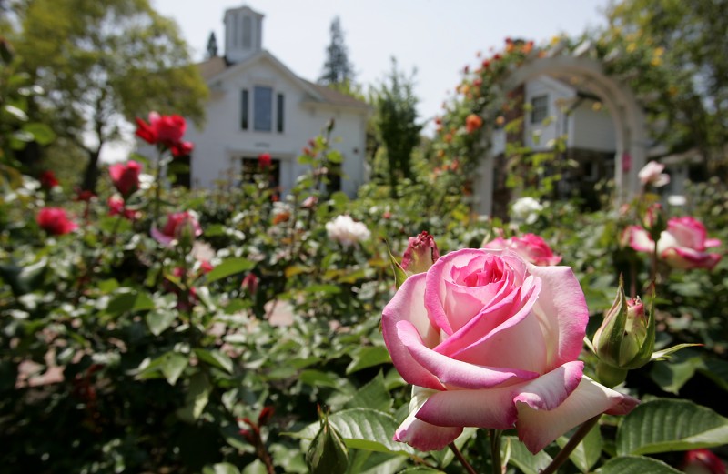 A "Lynn Anderson" rose at the Luther Burbank Home and Gardens. and Gardens.PC: The rose garden at Luther Burbank Home and Gardens in Santa Rosa. (Press Democrat/ Christopher Chung)