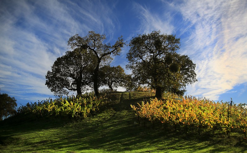 A vineyard off Eastside Road near Windsor shows the changing of the season, but also new grass growth from the recent rains. (Kent Porter)