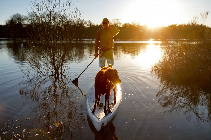 Bella the goat takes a ride on her owner John Hadley's standup paddleboard taking advantage of the Laguna de Santa Rosa's elevated water levels from recent rainfall, in Santa Rosa, California on Saturday, February 11, 2017. (Alvin Jornada 