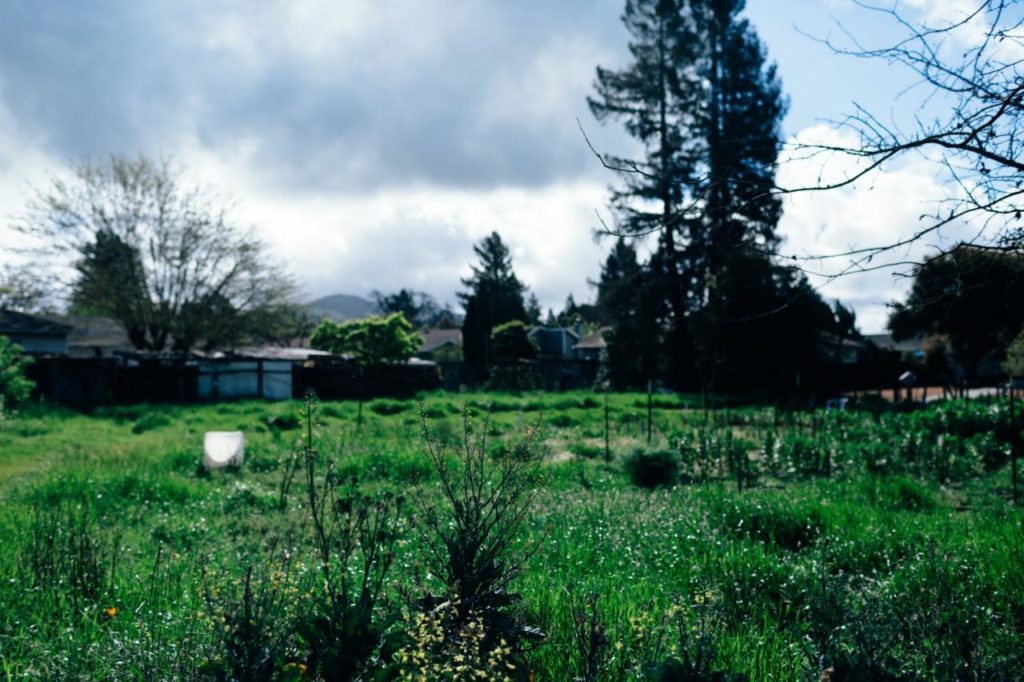 Get Your Hands Dirty For A Worthy Cause At Santa Rosa Community Farm Sonoma Santa Rosa Community Farm Sonoma, Urban Tree Farm Santa Rosa Ca