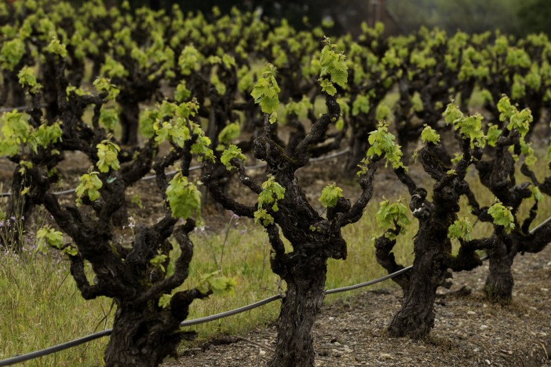 Old vine Zinfandel grapes (Photo courtesy of Dry Creek Vineyard)