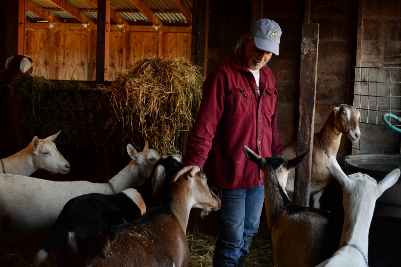 David Bice at Redwood Hill Farm in Sebastropol wth his pamepered goasts, which are Certified Humane Raised and Handled. 