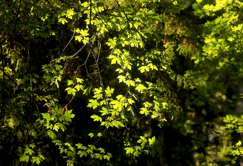 Sunlight filters through redwoods on to oak leaves at Armstrong Redwoods State Natural Reserve in Guerneville. (Kent Porter)