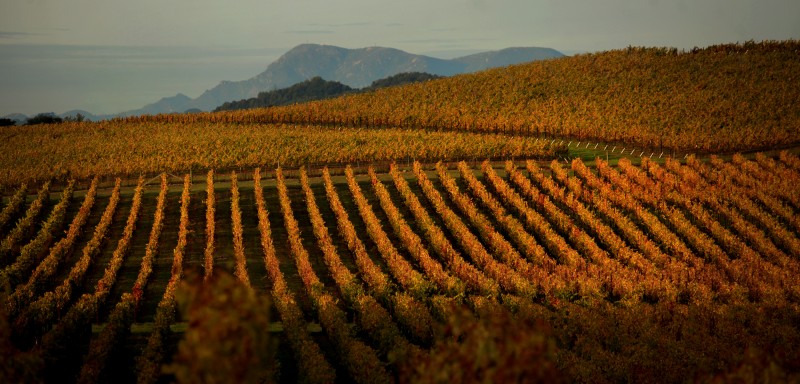 Above Bennett Valley, a vineyard basks in late fall light, Mt. St. Helena in Napa County touches the sky, background, Tuesday Nov. 13, 2012. (Kent Porter / Press Democrat)