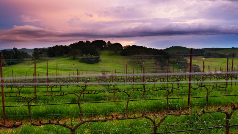 Signature Sonoma Valley features a tour and tasting at Durell Vineyards, a premier grower of Pinot Noir (Photo courtesy of Durell Vineyards)