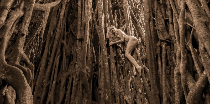 Julianne Skai Arbor in a Cathedral Fig Dryad-Green Fig-Ficus VIrens, in Australia. (Photo courtesy of TreeGirl)