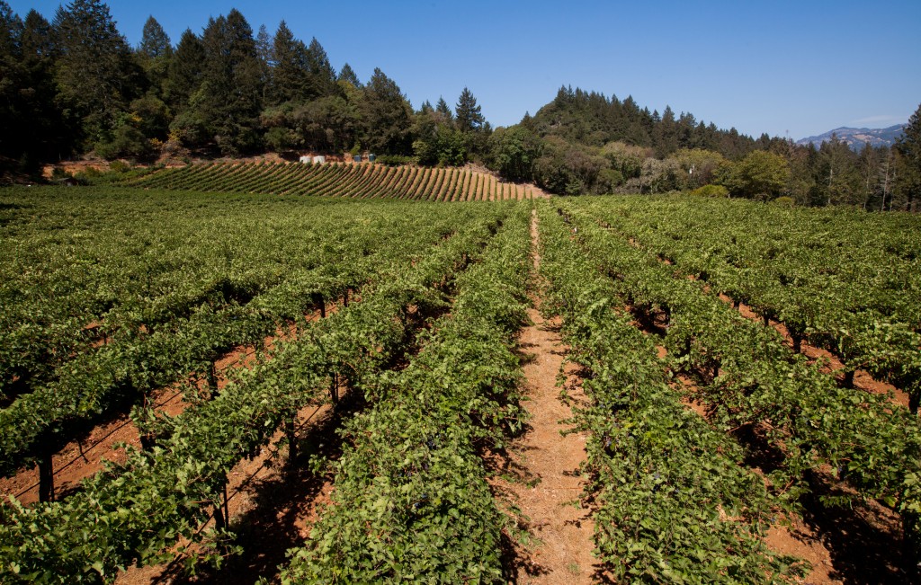 Vineyard in Napa Valley owned by Frias Family Vineyard 