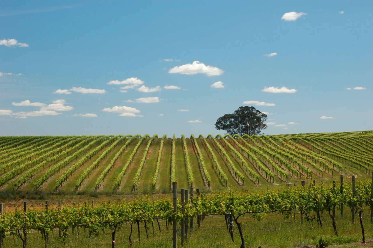 100 Best Sonoma Wines 2018 Sonoma Magazine