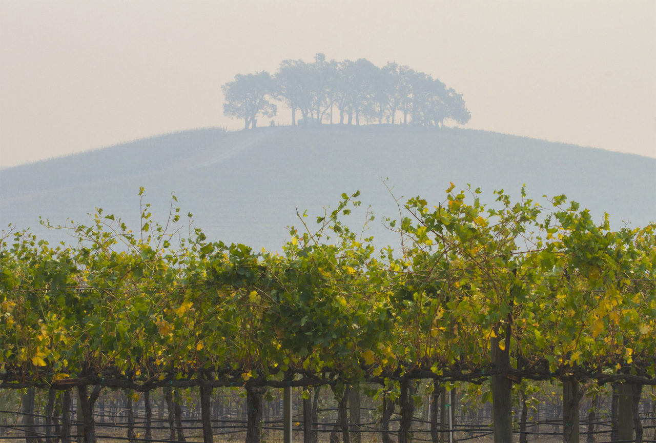 A hilltop on the Kunde Family winery estate. (Photo by Robbi Pengelly)