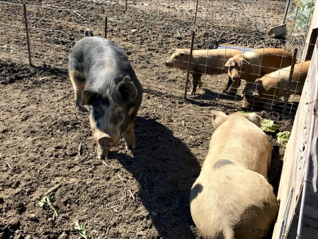 15 Sonoma Animal Farms, Petting Zoos and Wildlife Preserves for