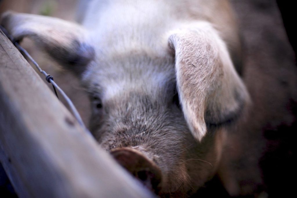 15 Sonoma Animal Farms, Petting Zoos and Wildlife