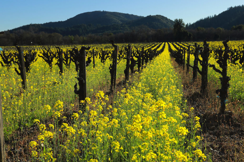 10 Sonoma County Spots for Pretty Mustard Field Photos
