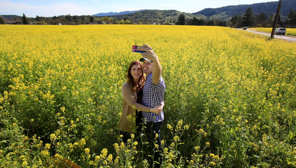 Nashville newlyweds Martin and Erin Beach record the moment in a field of mustard in Kenwood, Monday Feb. 29, 2016. The fields were planted by winemaker Steve Ledson. (Kent Porter / Press Democrat) 2016
