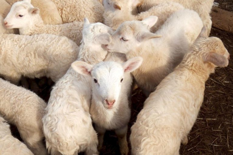 Sonoma County Animal Farms, Petting Zoos and Wildlife Preserves for