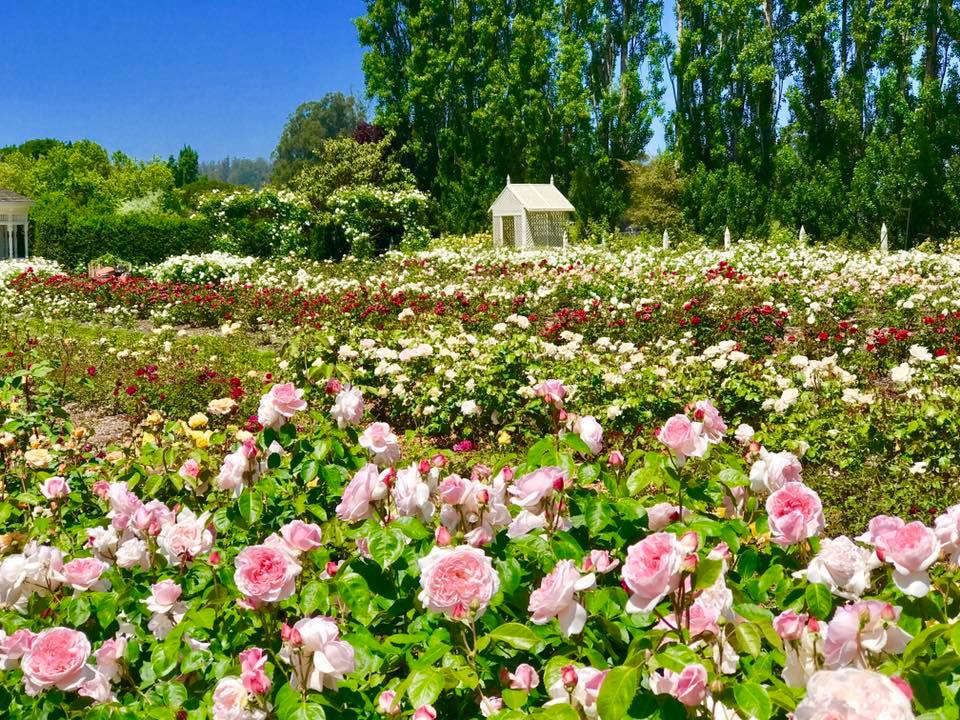 12 Sonoma Events for Green Thumbs and Garden Lovers, June-July | Sonoma