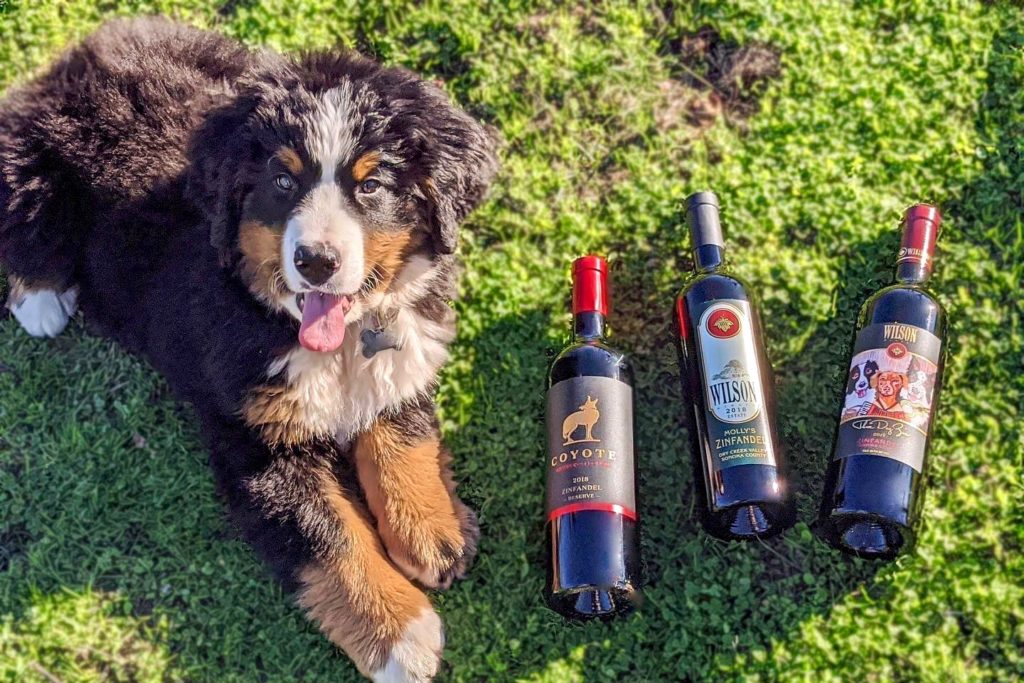 Wilson Winery makes a dog-themed wine, Three Dog Zin, which features the family's three dogs, Molly, Sydney and Victoria. (Wilson Winery)