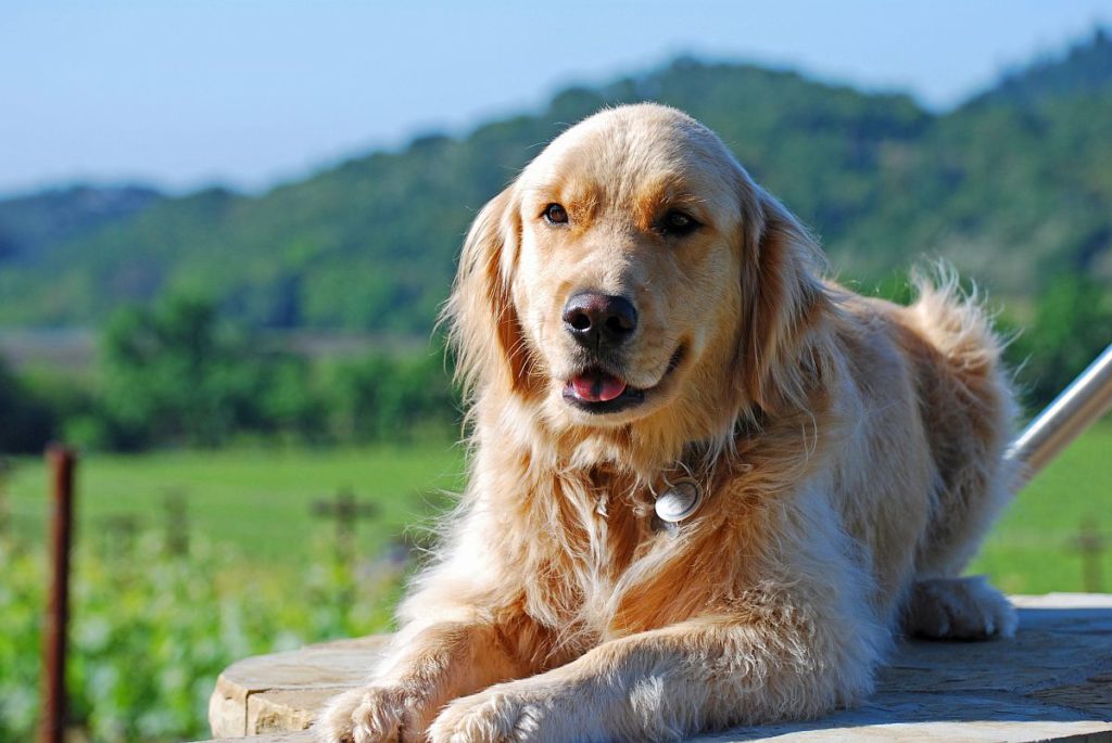 Meet Some of the Cutest Dogs in Wine Country at These Napa Wineries