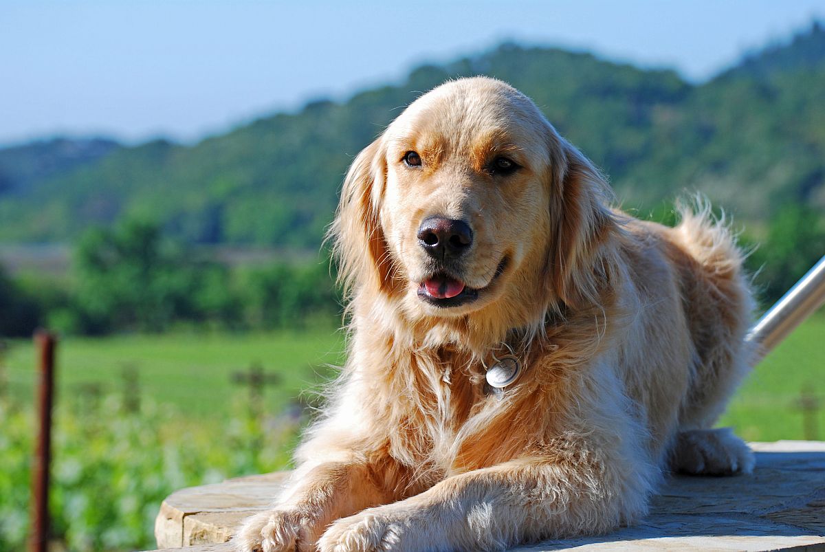Cody the winery dog at Shafer Vineyards
